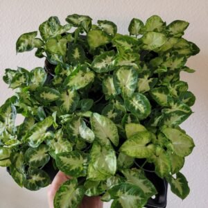 Syngonium &lsquo;Pixie&rsquo; – Pot 6 cm