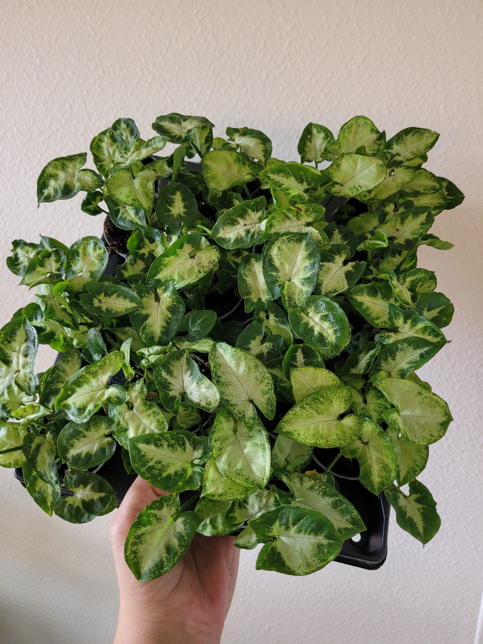 Syngonium 'Pixie' – Pot 6 cm