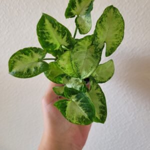 Syngonium &lsquo;Pixie&rsquo; – Pot 6 cm