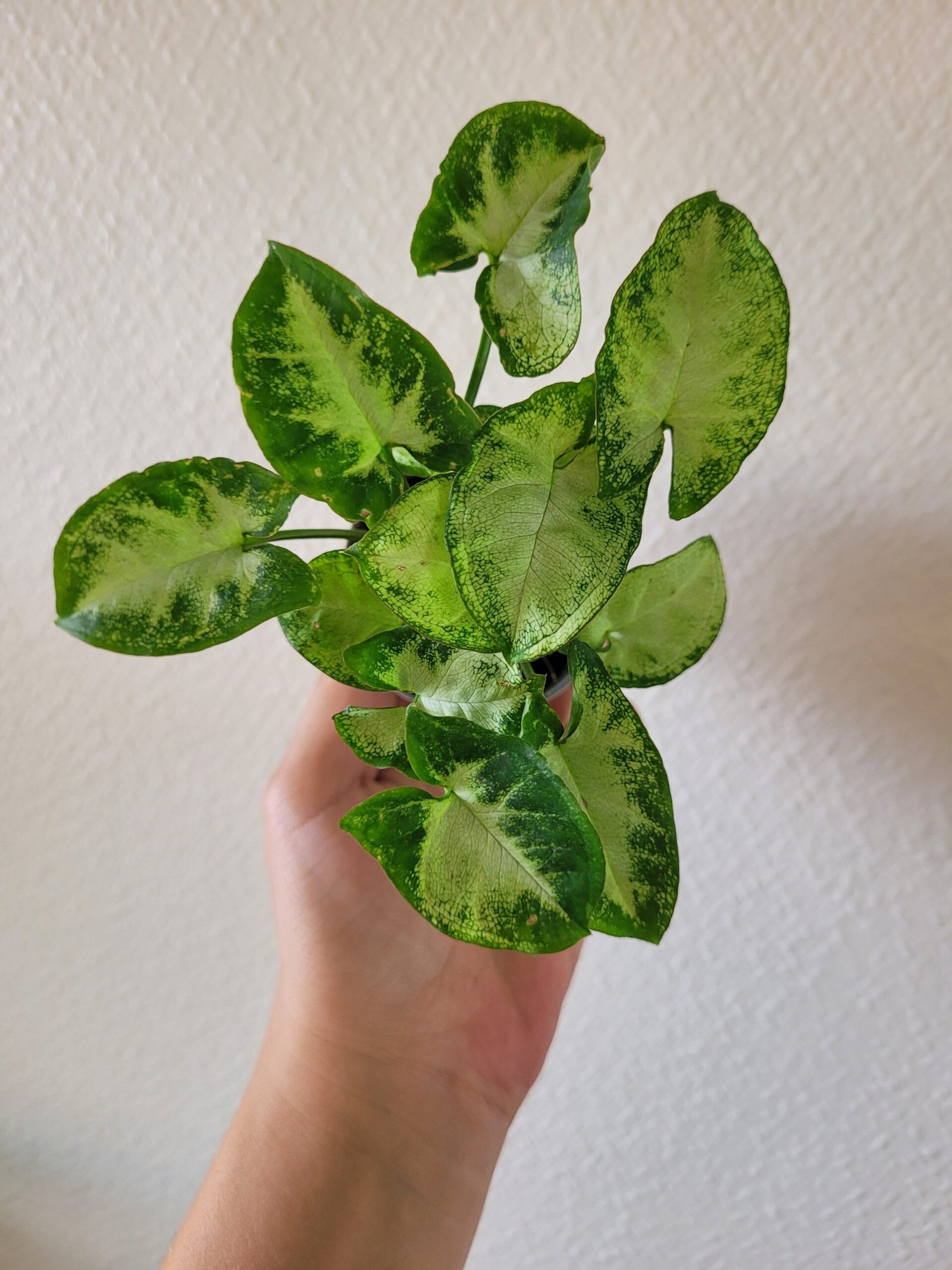 Syngonium 'Pixie' – Pot 6 cm – Image 2