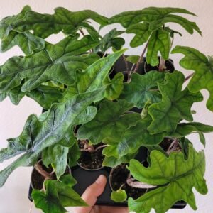 Alocasia &lsquo;Jacklyn&rsquo; – Pot 6 cm