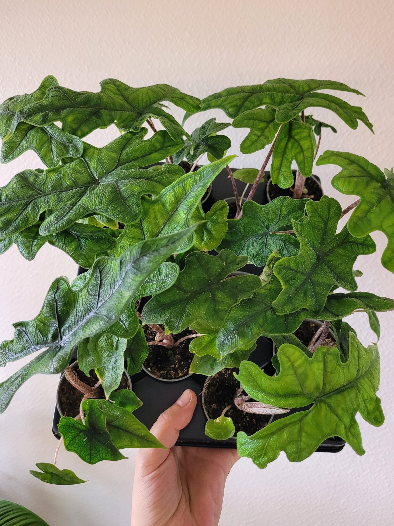 Alocasia 'Jacklyn' – Pot 6 cm