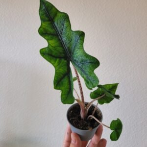 Alocasia &lsquo;Jacklyn&rsquo; – Pot 6 cm