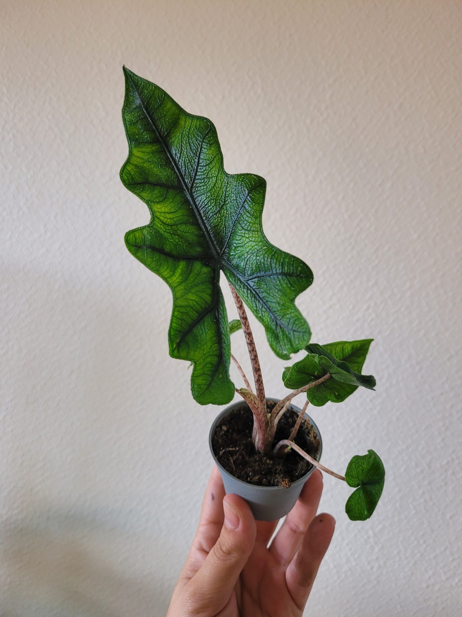 Alocasia 'Jacklyn' – Pot 6 cm – Image 2