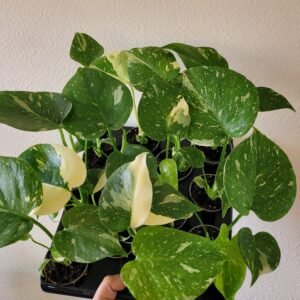 Monstera &lsquo;Thai Constellation&rsquo; – Pot 6 cm