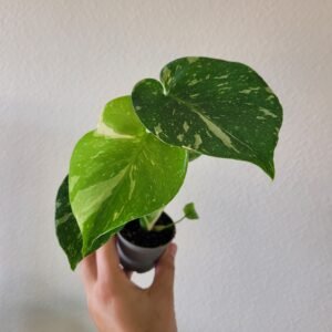 Monstera ‘Thai Constellation’ – Pot 6 cm