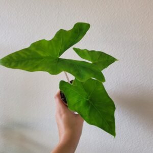 Alocasia nycteris &lsquo;Bat Wing&rsquo; – Pot 8 cm