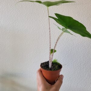 Alocasia nycteris &lsquo;Bat Wing&rsquo; – Pot 8 cm