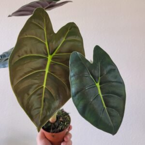 Alocasia &lsquo;Golden Bone&rsquo; – Pot 8 cm