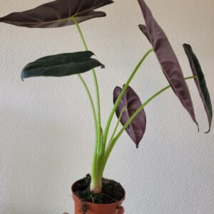 Alocasia &lsquo;Golden Bone&rsquo; – Pot 8 cm