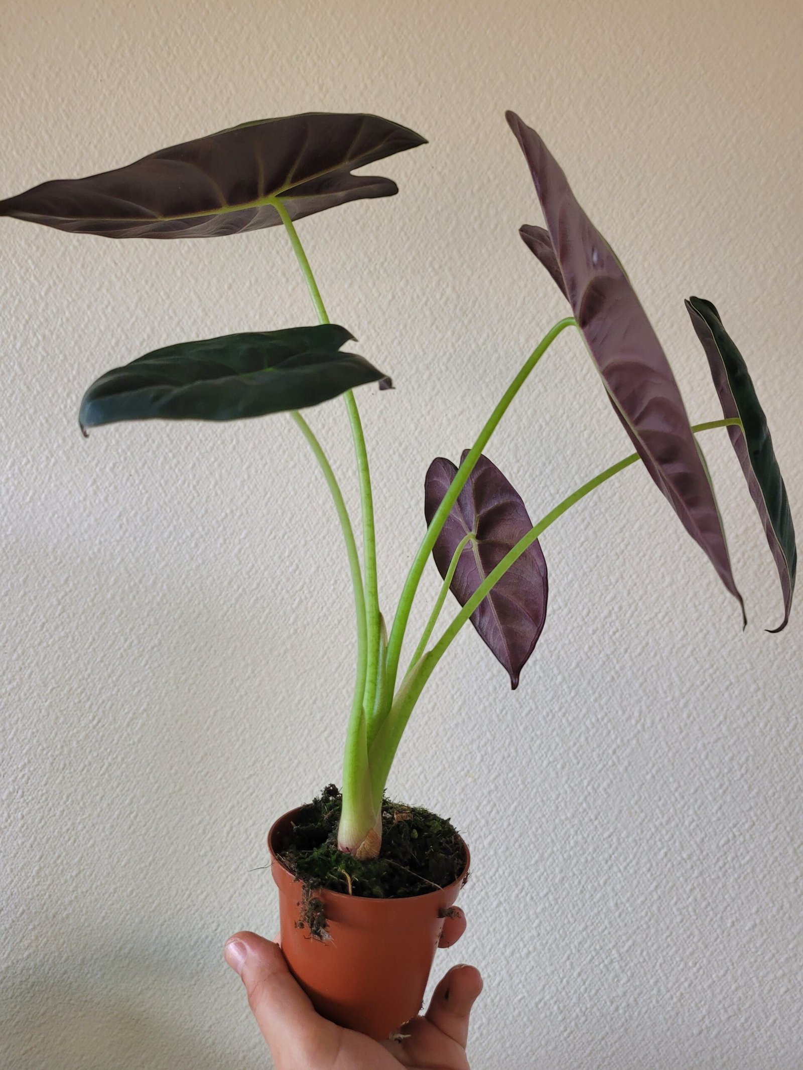 Alocasia 'Golden Bone' – Pot 8 cm – Image 2