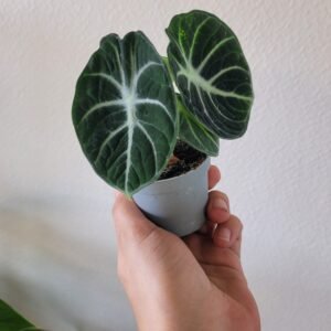 Alocasia reginula ‘Ninja’ – Pot 6 cm