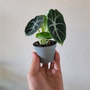 Alocasia reginula ‘Ninja’ – Pot 6 cm