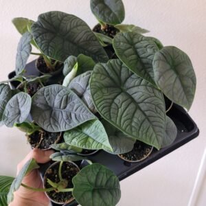 Alocasia melo – Pot 6 cm