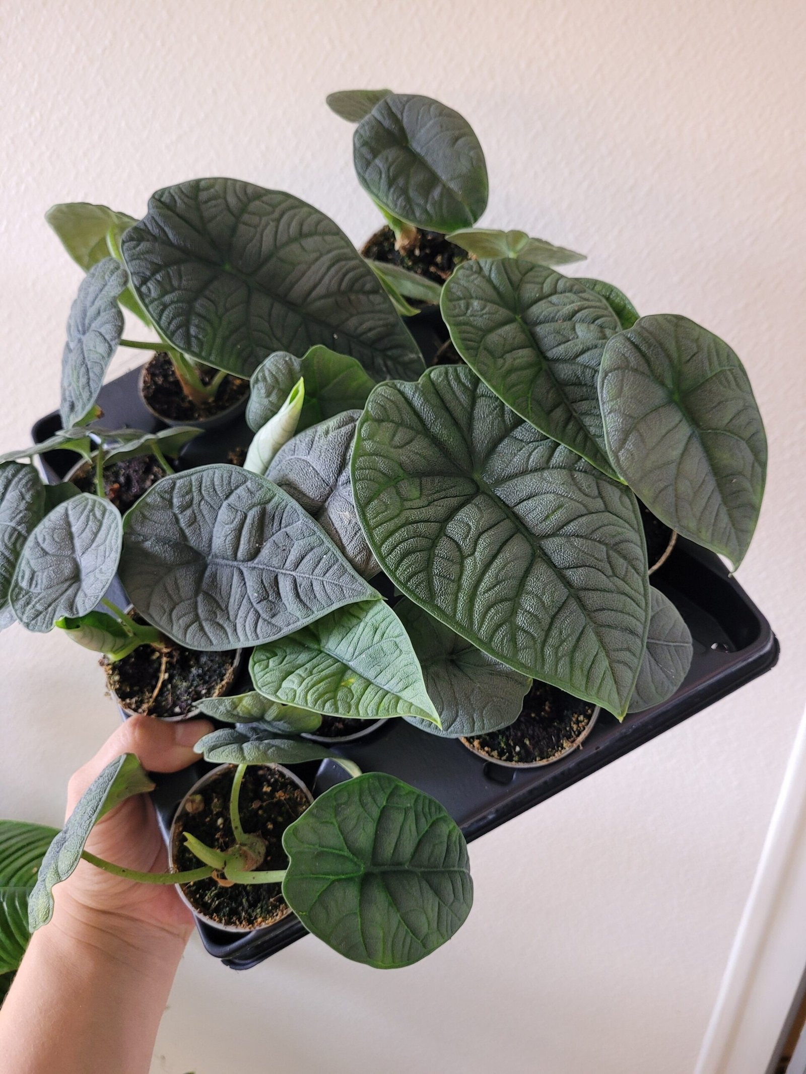 Alocasia melo – Pot 6 cm