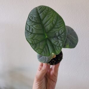 Alocasia melo – Pot 6 cm