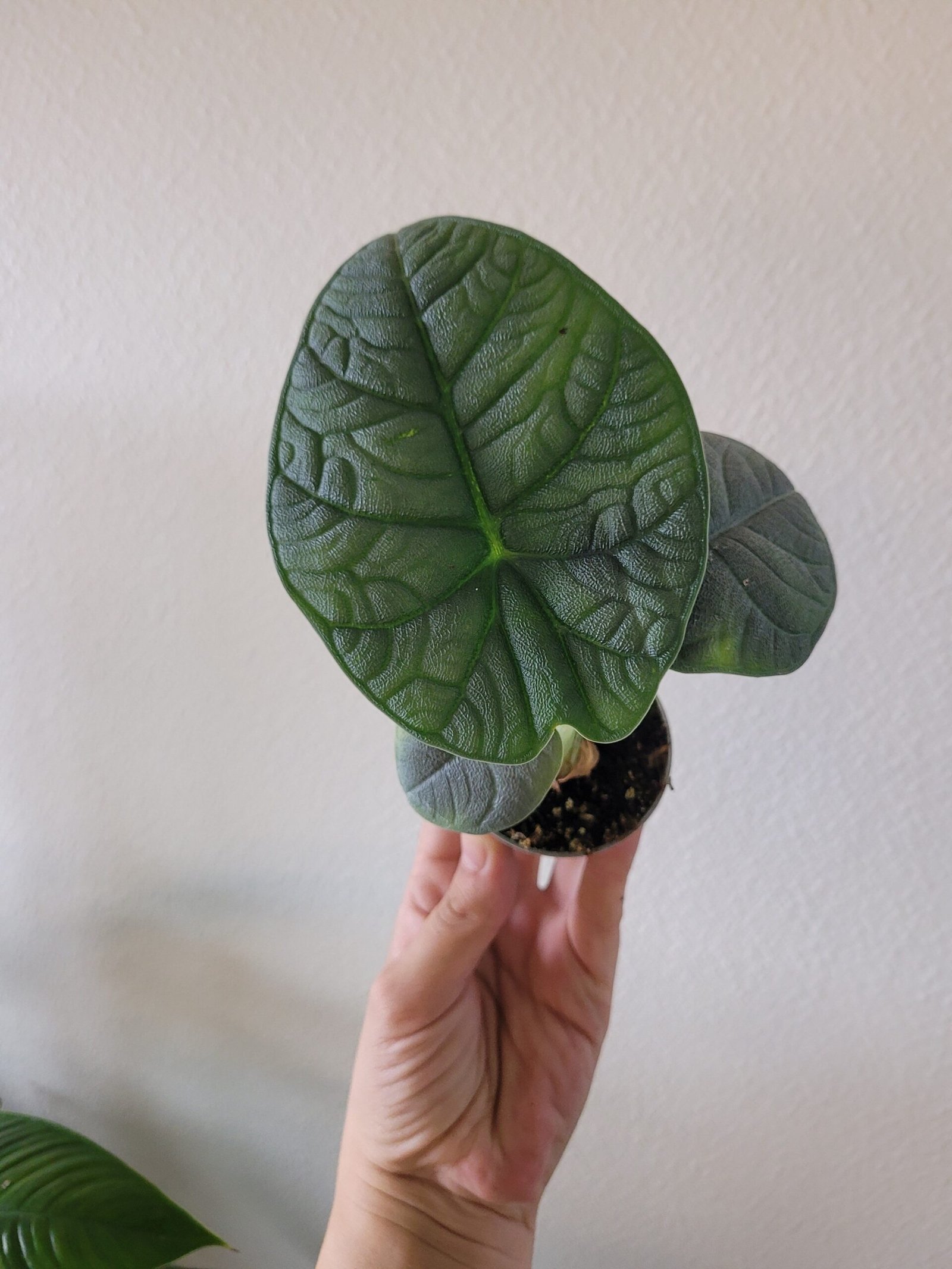Alocasia melo – Pot 6 cm – Image 2