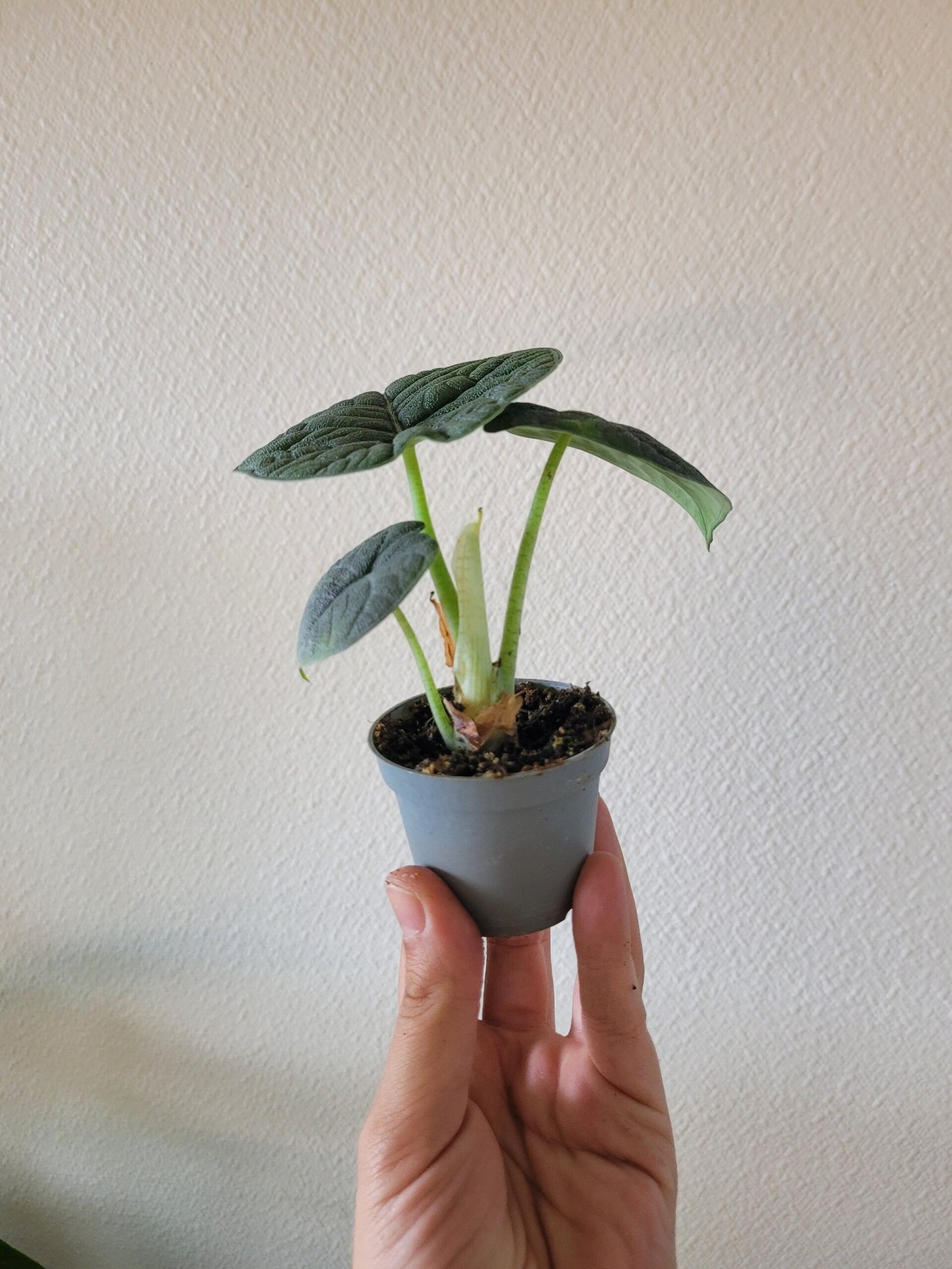 Alocasia melo – Pot 6 cm – Image 3