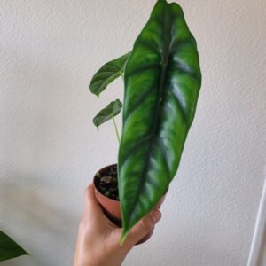 Alocasia venusta – Pot 10.5 cm