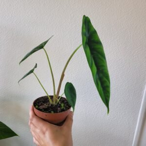 Alocasia venusta – Pot 10.5 cm