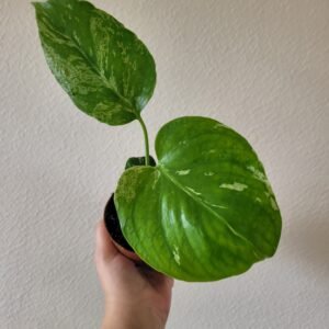 Monstera deliciosa &lsquo;Bulbasaur&rsquo; – Pot 8 cm