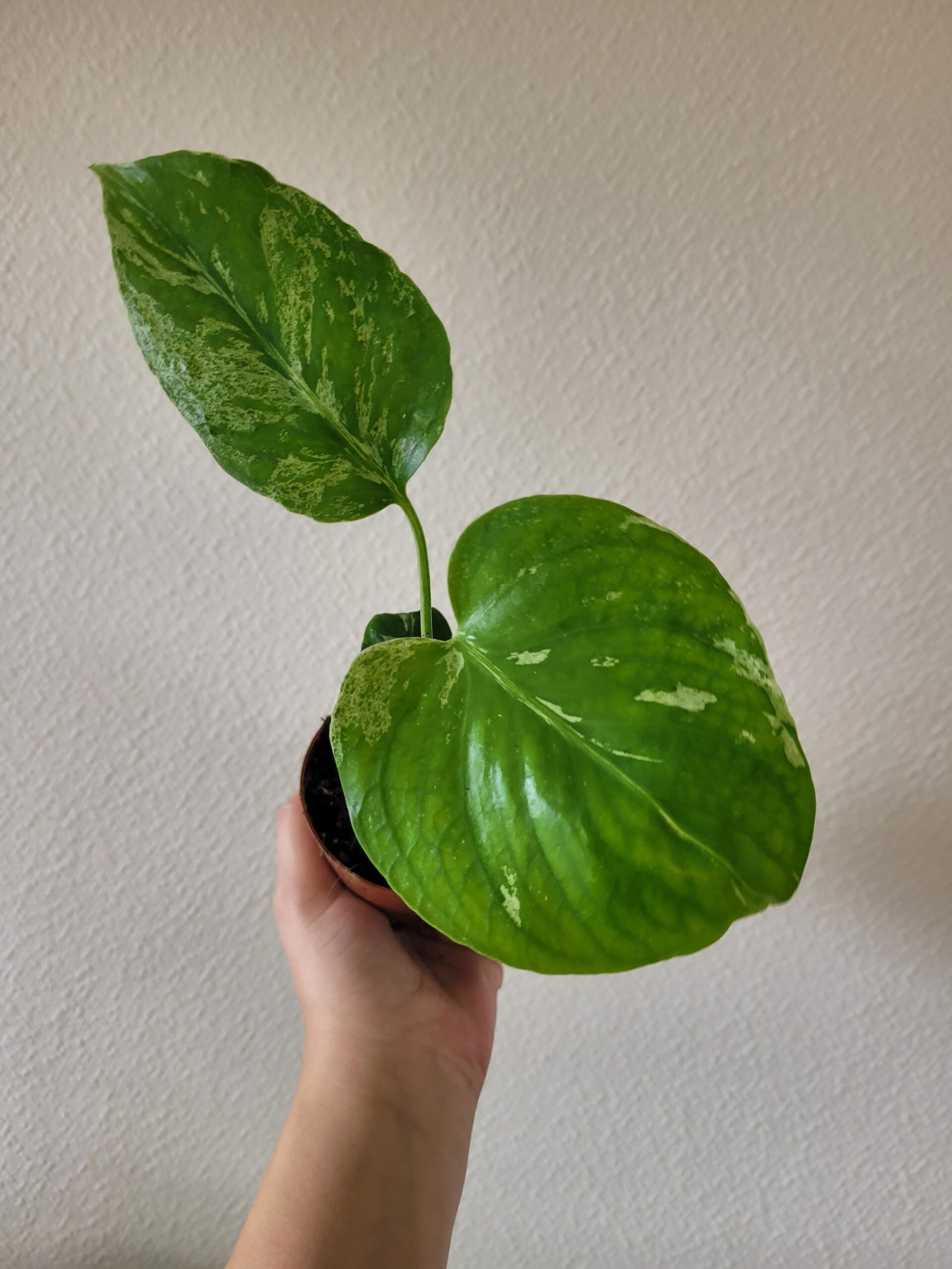 Monstera deliciosa 'Bulbasaur' – Pot 8 cm