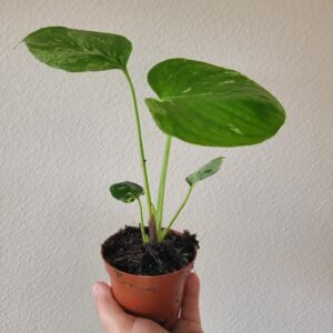 Monstera deliciosa &lsquo;Bulbasaur&rsquo; – Pot 8 cm