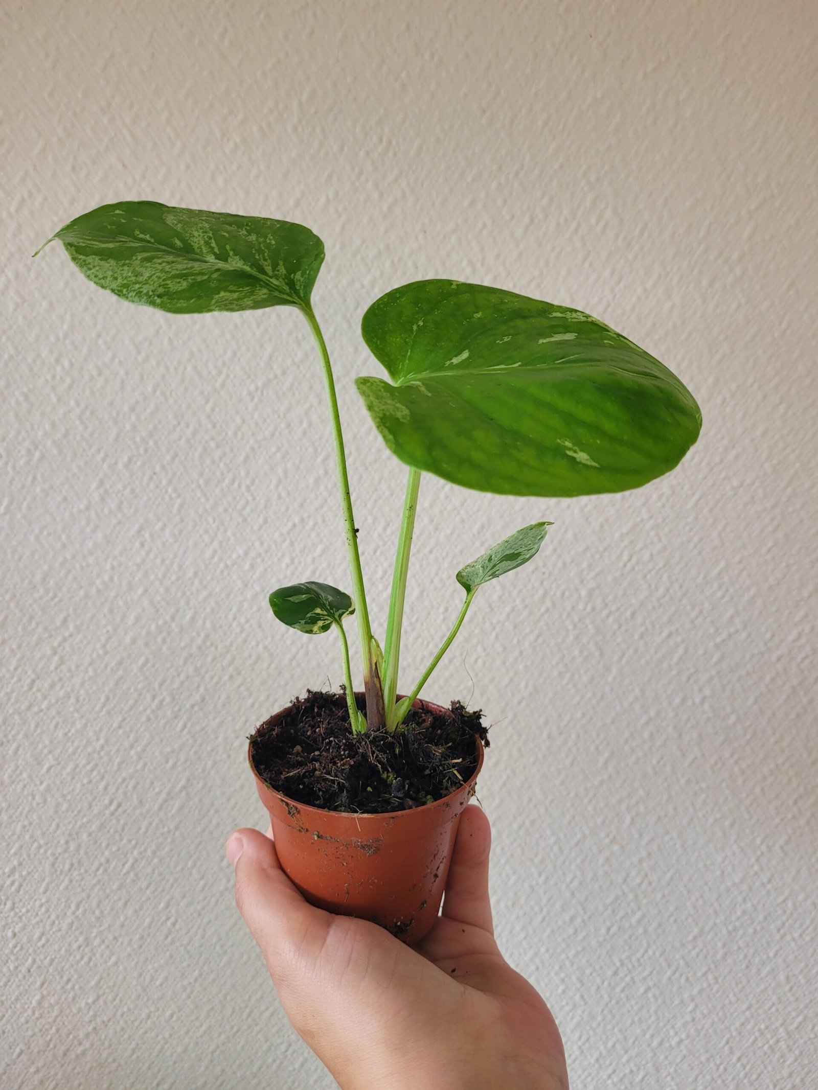 Monstera deliciosa 'Bulbasaur' – Pot 8 cm – Image 2