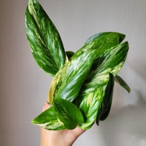 Monstera standleyana &lsquo;Variegata&rsquo; – Pot 12 cm