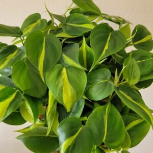 Philodendron scandens ‘Brasil’ – Pot 6 cm