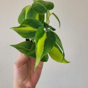 Philodendron scandens ‘Brasil’ – Pot 6 cm