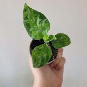 Aglaonema pictum &lsquo;Tricolor&rsquo; – Pot 6 cm