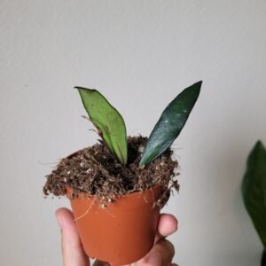 Hoya &lsquo;Red Moon&rsquo; – Pot 8 cm