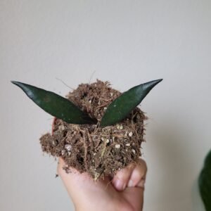 Hoya &lsquo;Red Moon&rsquo; – Pot 8 cm