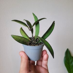 Hoya Rosita - D6