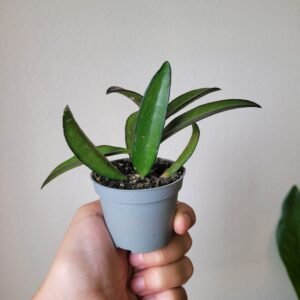 Hoya Rosita – D6