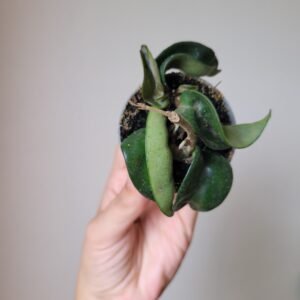 Hoya Carnosa Compacta