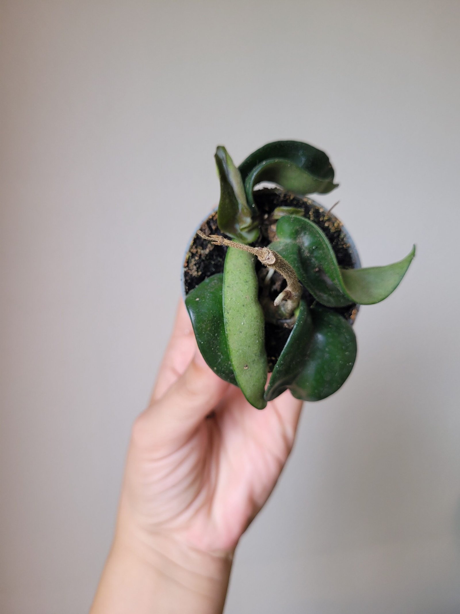 Hoya Carnosa Compacta
