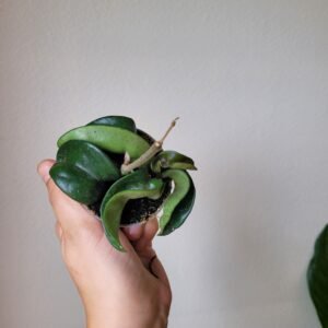 Hoya Carnosa Compacta