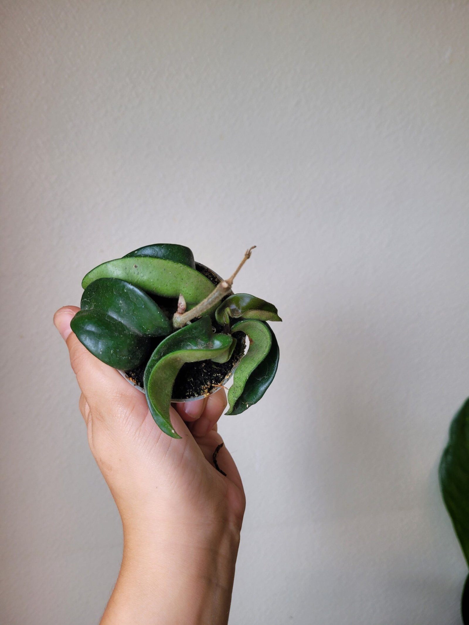 Hoya Carnosa Compacta – Image 2
