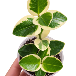 Hoya cumingiana ‘Outer Variegata’ – Pot 6 cm