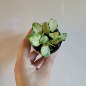 Hoya heuschkeliana ‘Variegata’ – Pot 6 cm
