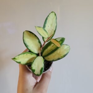 Hoya verticillata ‘Inner Variegata’ – Pot 6 cm