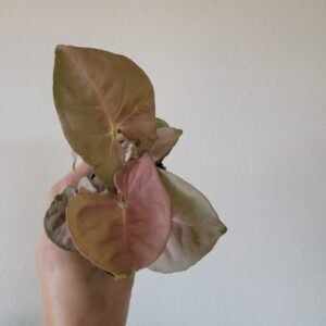 Syngonium podophyllum ‘Neon’ – Pot 6 cm
