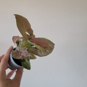 Syngonium podophyllum ‘Neon’ – Pot 6 cm