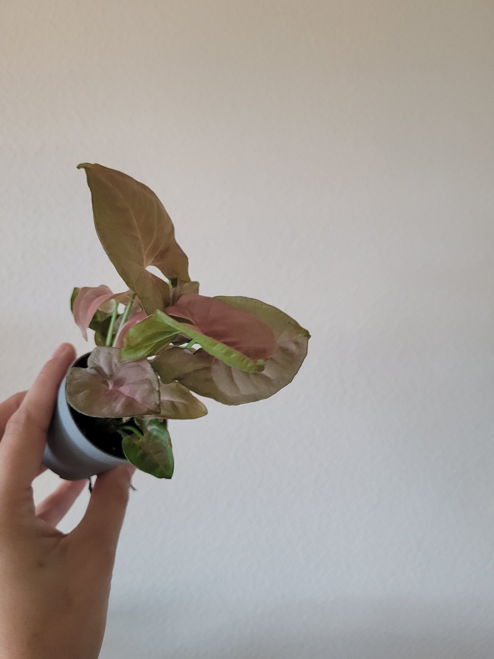 Syngonium podophyllum 'Neon' – Pot 6 cm – Image 2