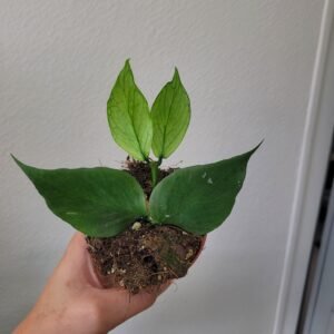 Hoya polyneura – Pot 8 cm