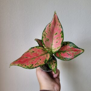 Aglaonema Pink Star D6