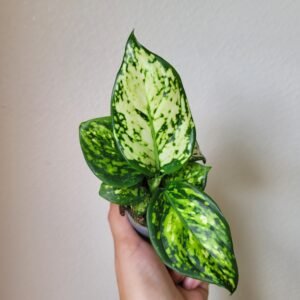 Aglaonema Snow Flakes D6