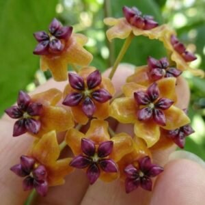 Hoya &lsquo;Timor&rsquo; – Pot 10.5 cm